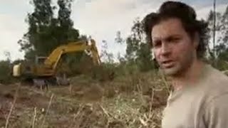 Witness the Terrible Destruction of Borneos Rainforest  Endangered Animals  BBC Studios [upl. by Werner549]