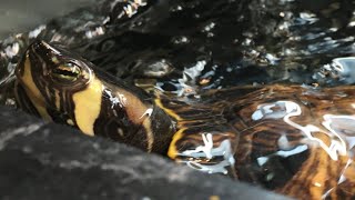 Lighting for a Yellow Bellied Slider Turtle [upl. by Jones]