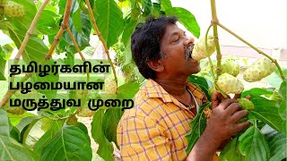 MEDICINE FRUIT quotNONI JUICEquot  Tamilans Hidden Medical History  Noni juice from Noni Fruit [upl. by Boarer229]