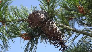 Pinus monticola Pinaceae western white pine [upl. by Eppesuig]