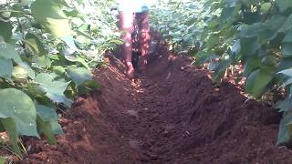 Plough with power weeder in cotton for final intercultivation [upl. by Darum]