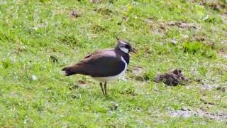 Northern Lapwing Vanellus vanellus  Kiebitz 1 [upl. by Ebbarta]