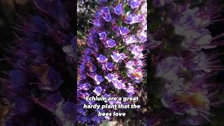 Bees love Echium and they are nice hardy plants bees echium flowers honeybees [upl. by Gilliette]