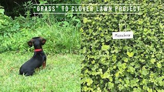 Grass Lawn to Microclover Lawn Project [upl. by Eedrahs]