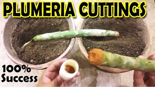 HOW TO GROW PLUMERIA FROM CUTTINGS  PLUMERIA PROPAGATION  Sprouting Seeds [upl. by Nitreb512]