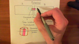 The Cardiac Action Potential Part 1 [upl. by Tterraj459]