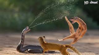 King Cobra Vs Mongoose  Cobra is Punished When Deliberately Spraying Venom Into Mongooses [upl. by Sinnaiy]