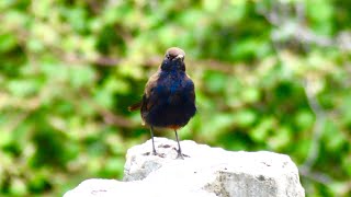 Indian Robin Bird with some bird sounds in the background [upl. by Fesoy696]