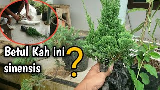 Unboxing Cemara Sinensis Bahan Bonsai [upl. by Clotilde]