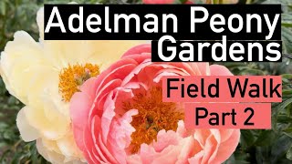 Adelman Peony field walk part 2 peony paeonia peonies flowerlover flower gardening perennial [upl. by Hamforrd576]