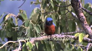 Chestnutbellied Rock Thrush or Monticola rufiventris [upl. by Menides]