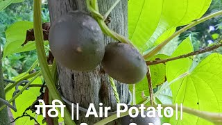 गेठी  Air Potato पहाड़ी सब्जी गेठी ग्रीन वेजिटेबल HamarKumaunGardeningTips [upl. by Moise95]