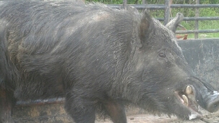 BoarBuster Trap Loading Texas Wild Hogs [upl. by Arul]