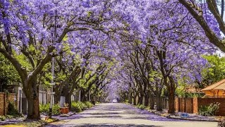 jacaranda blossom in Johannesburg South Africa [upl. by Ynnol]