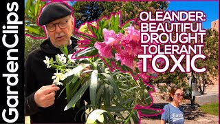 Oleander Nerium oleander Toxic drought resistant shrub or small tree Grow it outside or indoors [upl. by Accebor]