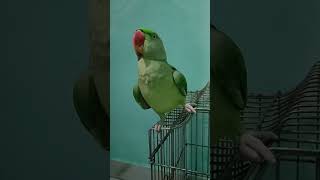 parrot trendingvideo tota parrotparrot funny totatalking petbird funnytota talkingparrot [upl. by Sajovich559]