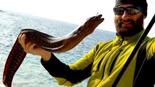 GROSSE MURENE spaccano tutto🐍🐍🐍all ISOLA DI DUGI OTOK [upl. by Belden]