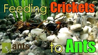 Time lapse Feeding Crickets To Ants [upl. by Anrym461]