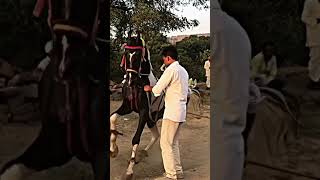 Are Balma more Balma gana par ghode ka dance My new viral video my chnnale subscribe [upl. by Atews]