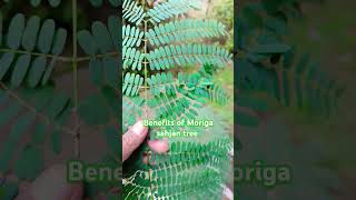 Benefits of moringa sahjan tree lreel moringa subscribe gardening sahjan viralshort naturally [upl. by Channa]