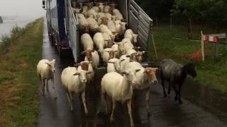 Schaapskudde keert terug naar Albertkanaal vanop transport  Grobbendonk 1272017 [upl. by Shandra]