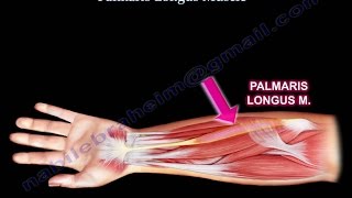 Anatomy Of The Palmaris Longus Muscle  Everything You Need To Know  Dr Nabil Ebraheim [upl. by Doggett]