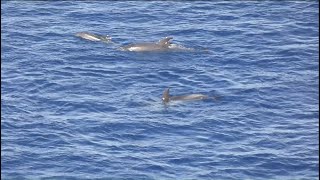 Delfín mular Tursiops truncatus Los Cristianos Tenerife [upl. by Turner]