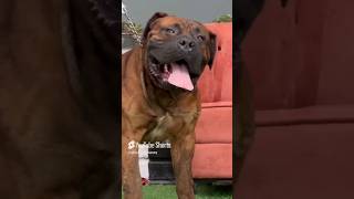 THIS WHY YOU SHOUDNT BUY A BOERBOEL dog bigdogs mastiff boerboel canine [upl. by Ylurt]