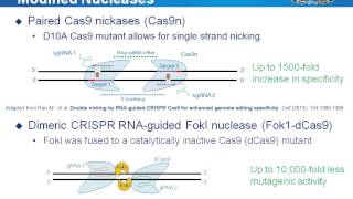 Design high specificity CRISPR Cas9 gRNAs principles and tools [upl. by Akemehc]