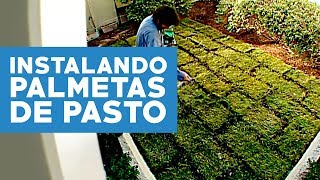 ¿Cómo instalar palmetas de pasto [upl. by Roselia]