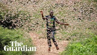 Fighting a locust plague amid Covid19 in east Africa [upl. by Einattirb]