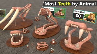 Which Animal has Most the Teeth  Number of teeth by Animal comparison [upl. by Huntingdon]