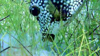 Smooth Trunkfish [upl. by Ntsyrk]