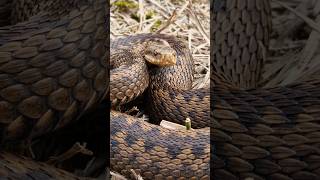 Beautiful Big Female European Adder Vipera berus Part 2 venomoussnakes snake reptiles nature [upl. by Ille]