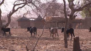 Climate change in Sahel [upl. by Nwahsad]