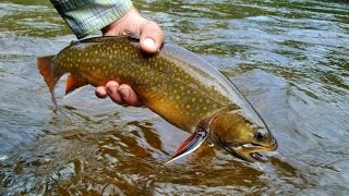 Mattawa Fly Fishing  Ontario [upl. by Alimrahs637]