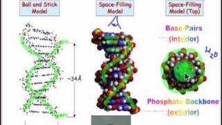 2304 The Structure of DNA [upl. by Vladimir]