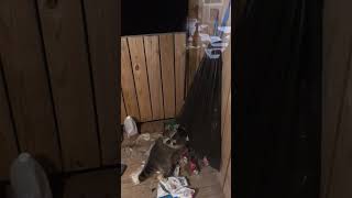 Raccoon Caught Rummaging Through Trash [upl. by Akimrej]