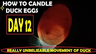 EGG CANDLING DUCK EGGS DAY 12  PROPER WAY TO CANDLING DUCK EGGS DAY 12  UNBELIEVABLE MOVEMENT [upl. by Bruell208]