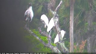 20170309 6h49m NEFL A flock Wood Storks in a tree [upl. by Otrebtuc473]