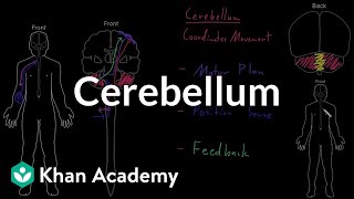 Cerebellum  Organ Systems  MCAT  Khan Academy [upl. by Emirac]