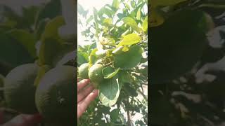 Garden lo oka lemon tree ki 60 lemons garden telugushorts [upl. by Naraa356]