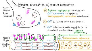 How Muscles Actually Work  The Science Behind Muscle Contraction [upl. by Sacrod]