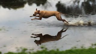 Whippet Runs on Water 🐕 💦 [upl. by Valdas]