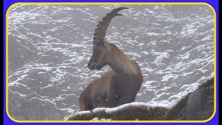 Auf STEINBOCKPirsch mit Günter Nohl in Tirol [upl. by Akived]