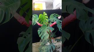 Monstera deliciosa video Coming soon monstera monsteradeliciosa [upl. by Hock15]