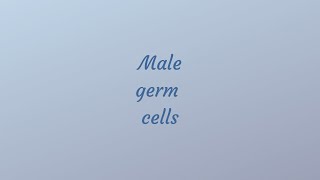 Male germ cells [upl. by Enyaz]