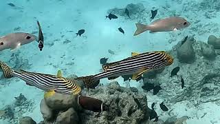 Komandoo Maldives Island Resort snorkeling house reef 2024 [upl. by Nnylodnewg]