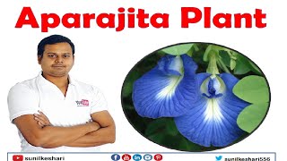 Aparajita plants  How to grow them and their benefits  Clitoria Ternatea [upl. by Ettezyl384]