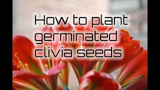 How to plant germinated clivia seeds [upl. by Chancey]